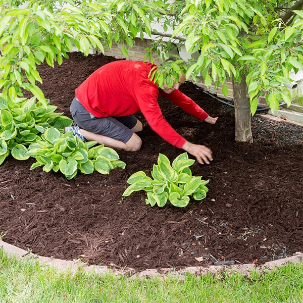 mulch installation of organic mulch like straw or grass clippings is ideal for a vegetable garden